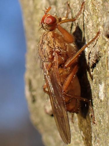 Scathophaga suilla